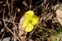 Oenothera toumeyi