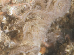 Bugulidae