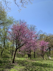 Cercis canadensis