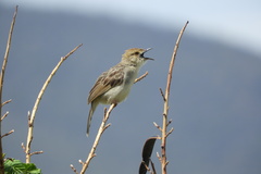 Cisticola chiniana