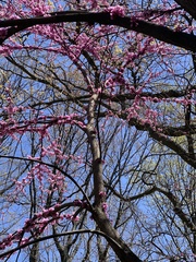 Cercis canadensis