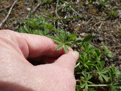Potentilla argentea