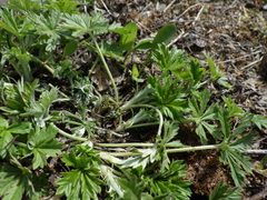 Potentilla argentea