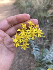 Senecio lineatus