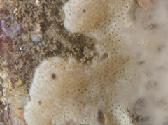 Lissoclinum perforatum