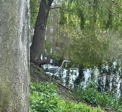 Ardea cinerea