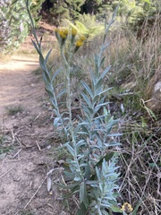 Senecio lineatus