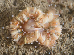 Caryophyllia smithii