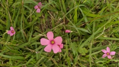 Oxalis hispidula