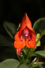 Impatiens humblotiana image