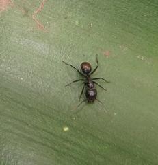 Camponotus arminius