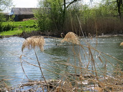 Phragmites australis
