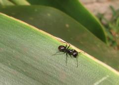 Camponotus arminius