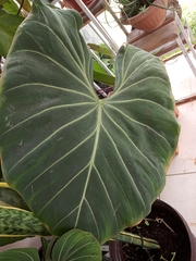 Philodendron gloriosum