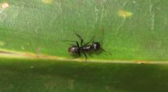 Camponotus arminius