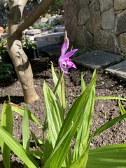 Bletilla