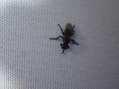 Coelopa