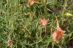 Oenothera toumeyi