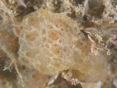 Polyclinum aurantium