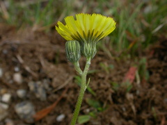 Pilosella lactucella