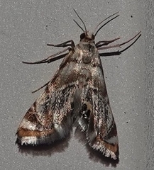 Eoparargyractis irroratalis