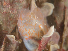 Ascidiella aspersa