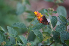 Miltomiges cinnamomea