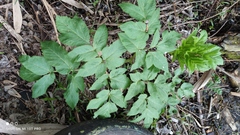 Angelica archangelica