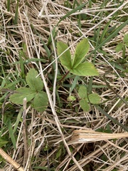 Fragaria virginiana glauca