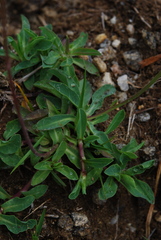 Pilosella lactucella