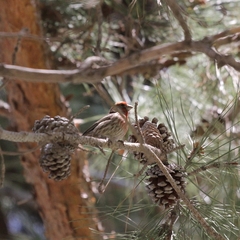 Haemorhous mexicanus