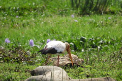 Mycteria ibis