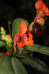 Impatiens humblotiana image