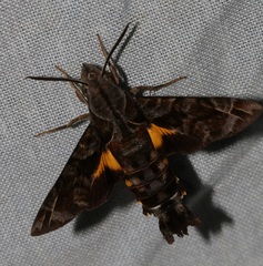 Macroglossum troglodytus