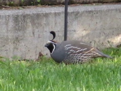 Callipepla californica
