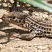 Coastal Whiptail - Photo (c) gregslak, some rights reserved (CC BY-NC), uploaded by gregslak