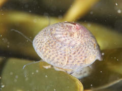 Steromphala cineraria