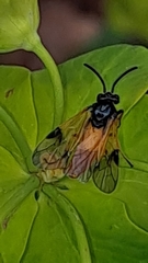 Arge cyanocrocea