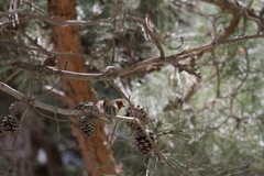 Haemorhous mexicanus