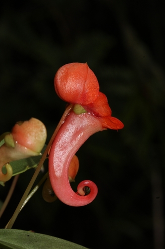 Impatiens humblotiana image