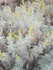 Artemisia arborescens