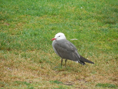 Larus heermanni