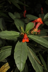 Impatiens humblotiana image