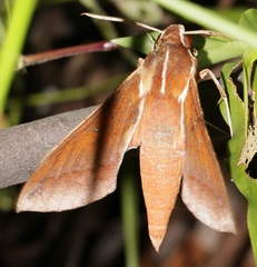 Theretra pallicosta