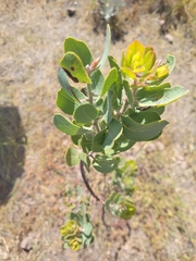 Arctostaphylos catalinae