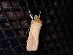 Zosteropoda