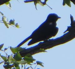 Dicrurus adsimilis fugax