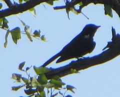 Dicrurus adsimilis fugax