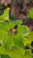 Arge cyanocrocea