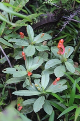 Impatiens humblotiana image